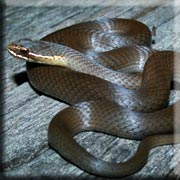 Australian Swamp Snake